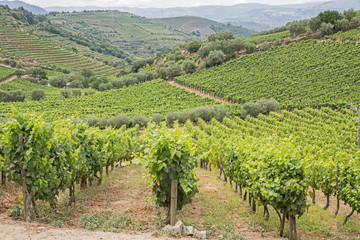 Fototapeta na wymiar Oporto Wines