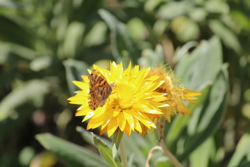 Yellow Paper Daily