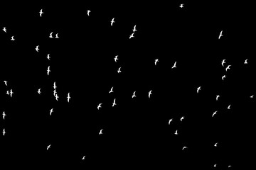 silhouette of a flock of birds on a black background