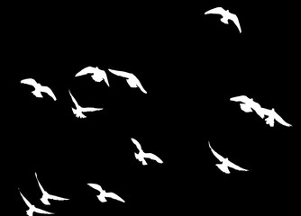 silhouette of a flock of birds on a black background
