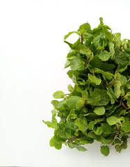 Obraz premium Mint