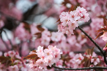 Cherry Blossom, Sakura season in Japan.