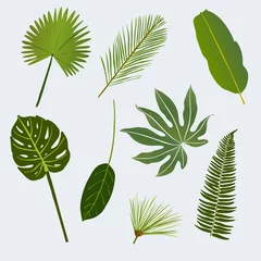 Fotobehang Tropische bladeren verschillende tropische bladeren