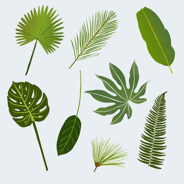 various tropic leaves
