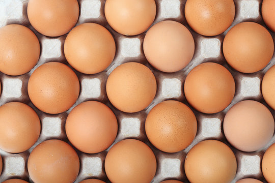 fresh chicken eggs in tray