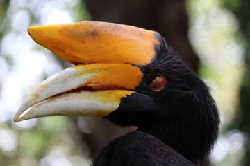 Devine Hornbill