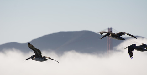 Birds in front of Golden Gate