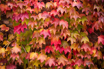 Naklejka na ściany i meble Autumn background. Brick wall wallpaper with maple leaves. Creeper