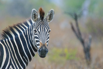 Fototapeta na wymiar Zebra in the rain
