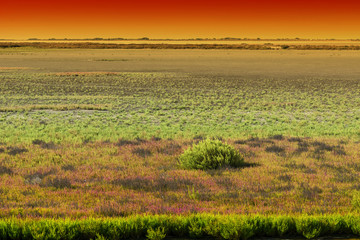 Nature reserve Camargue in France