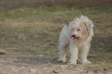 cute white  dog with soft fur in the wind in a farm, filtered tones