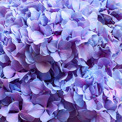 Purple hydrangea background
