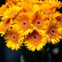Yellow gerberas background