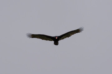 Turkey Vulture