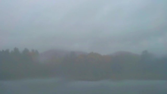 A view of a forest on rainy autumn afternoon.