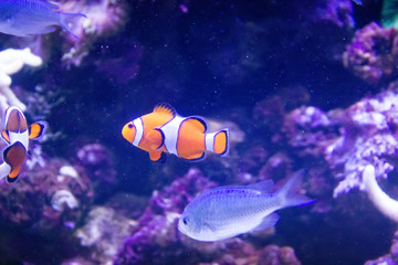 Clown anemonefish (Amphiprion percula)