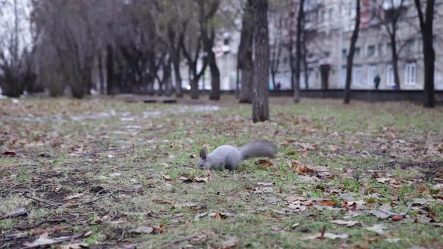 squirrel runs grass in the city
