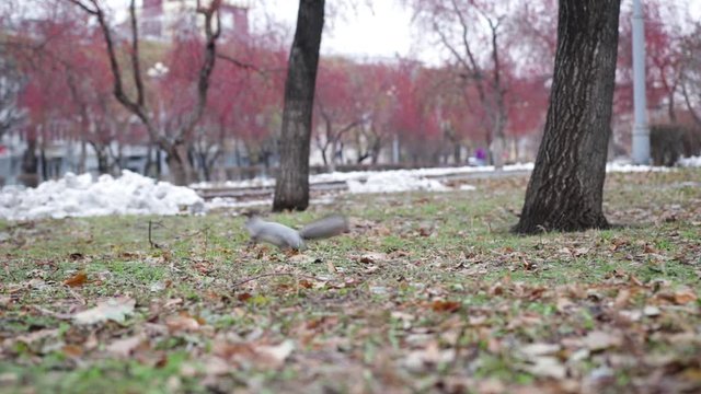 squirrel runs grass in the city
