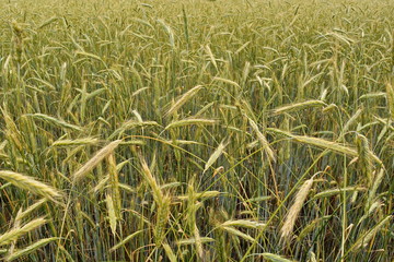 farm agricultural field with yellow high ripe mature wheat