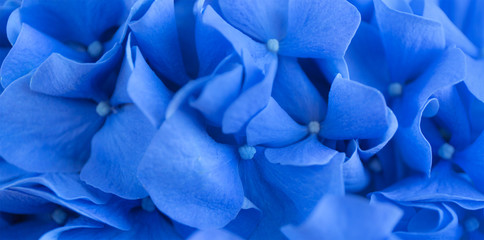 Blue Hydrangea background. Hortensia flowers surface. Macro photo.