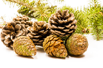 Fototapeta premium set of pine cones with fir tree brunch