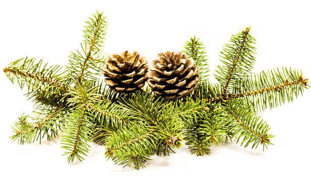 pine cones with fir tree on white