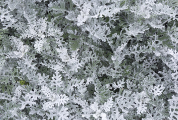 Cineraria maritima silver dust. Soft Focus Dusty Miller Plant. Background Texture