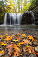 Fototapeta na wymiar Fall Maple Leaves at Hidden Falls in Happy Valley Oregon USA