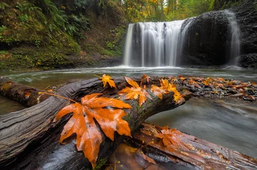 Fotobehang Maple Leaves on Tree Log at Hidden Falls in Happy Valley OR USA © David Gn
