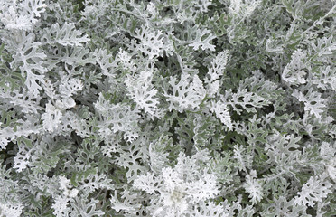 Cineraria maritima silver dust. Soft Focus Dusty Miller Plant. Background Texture
