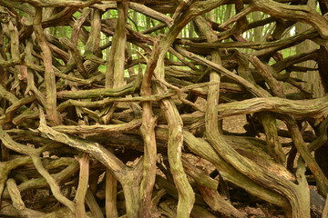 Holz