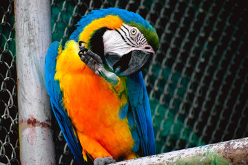 parrot