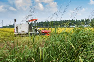 Agriculture Industrial harvesting machinery working in rice field