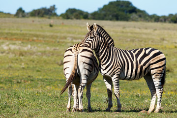 Fototapeta na wymiar Zebra standing and rubbing the other one's back