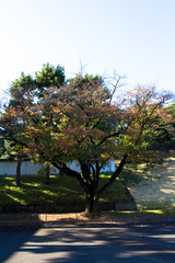 Tokyo central city in autumn / Fall scenery around the Imperial Palace in the central of Tokyo,Japan