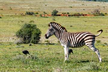 Zebra standing with his tail twisted