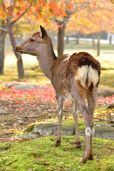 奈良公園　鹿と紅葉