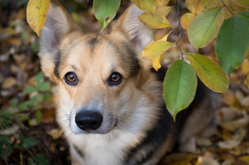 Dog breed Welsh Corgi Pembroke on a walk in a beautiful autumn forest.