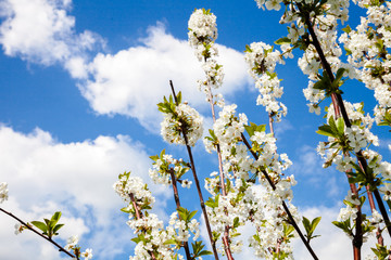 Early Spring white cherry tree blossom in sunlight in the park. Beautiful flowers. Selective focus, blurry background. Sunny day. Apple branches. Blue sky. Green foliage.

