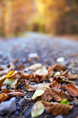 Fallen leaves on the road