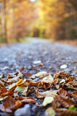 Fallen leaves on the road