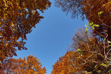 Looking up through canopy