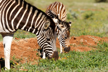 Fototapeta na wymiar Mom and Baby Zebra eating grass