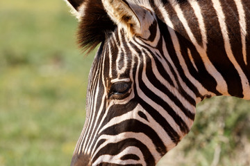 Close up of the Zebra's eye and ears