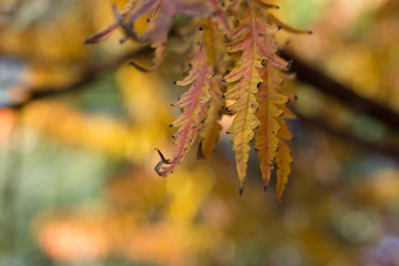 Autumn leaves