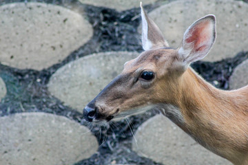 Deer Head Upclose