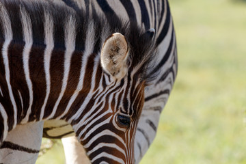 Baby Zebra standing next to his mom