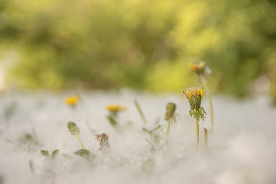 Artistic photos of flovers in white 