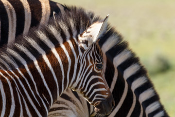 Fototapeta na wymiar Baby Zebra standing close to his mom