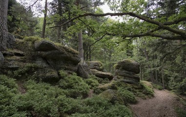 Chemin sur le mont Sainte-Odile à Ottrott, Bas-Rhin, France